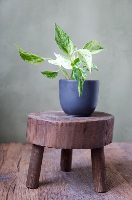 Oliva's - Plantenstandaard - Plantentafel - Houten krukje - Plantenkruk - Handgemaakt