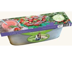 Zinken Teil Aardbei Temptation - Fragaria - Moestuin - (Ook)-Voor in huis - bloeit in April / Mei / Juni