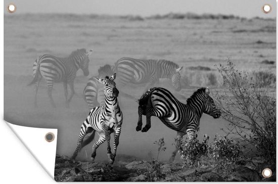 Tuindecoratie Schoppende zebra - zwart wit - 60x40 cm - Tuinposter