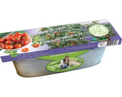 Zinken Teil Tomaat Siderno F1 - Moestuin - (Ook)-Voor in huis