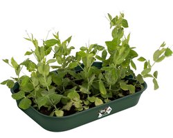 Elho Green Basics Kweektray 36 - Binnen en Buiten - Kweken en Oogsten - Ø 36.0 x H 6.3 cm - Blad groen
