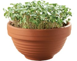 Microgreens schaal Boerenkool