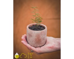 Asparagus Densiflorus Mazeppa Kweeksetje - Grow Your Ownn