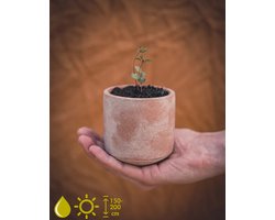 Eucalyptus Citriodora (Citroen Eucalyptus) - Grow Your Own