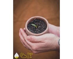 Aloë Vera Kweekset - Grow Your Ownn