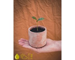 Coffea Arabica Kweekset - Kweek je eigen koffieplant - Grow Your Ownn