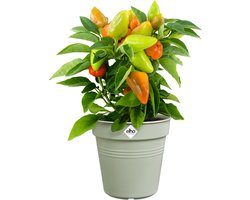 Elho Green Basics Orchidee 17 - Bloempot voor Binnenbuitenkweken En Oogsten - Ø 17.0 x H 15.8 cm - Steengroen