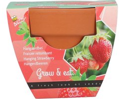 Buzzy - Grow gifts kweekset groeicadeautje aardbei