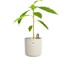 Elho Amazing Avocado Pot 12 - Kweekpot voor Binnen - 100% Gerecycled Plastic - Ø 12 x H 12.1 cm - Linen white