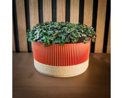 Microgroenten & Cressen Growkit – Makkelijk startpakket voor beginners – Oogst in 1 week – Leuk cadeau – Duurzaam - Terra Sand - DIY kweekset