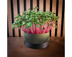 Microgroenten & Cressen Growkit – Makkelijk startpakket voor beginners – Oogst in 1 week – Leuk cadeau – Duurzaam – Forest Black - DIY kweekset